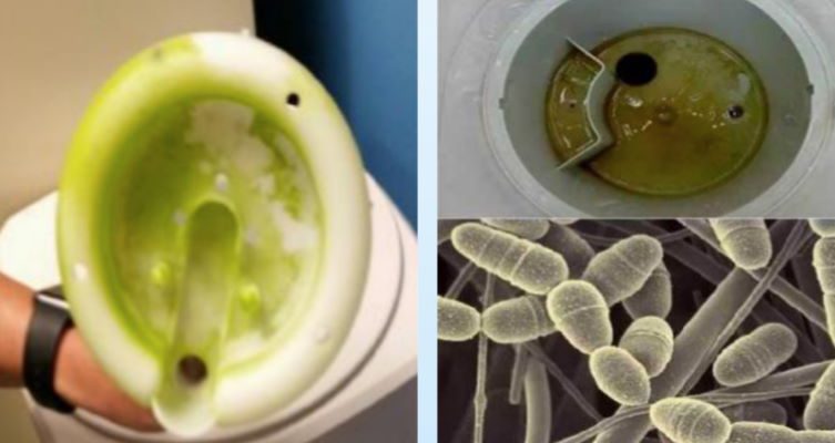 Dirty Water Cooler with bacteria and algae